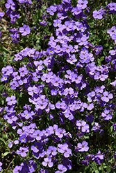 Cascade Blue Rock Cress (Aubrieta 'Cascade Blue') at Lakeshore Garden Centres