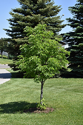 Homestead Buckeye (Aesculus 'Homestead') at Lakeshore Garden Centres