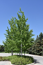 Prairie Gold Trembling Aspen (Populus tremuloides 'NE Arb') at Lakeshore Garden Centres