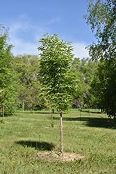 Lavaburst Ohio Buckeye (Aesculus glabra 'Lavadak') at Lakeshore Garden Centres