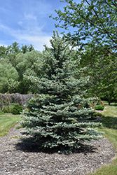 Baby Blue Eyes Spruce (Picea pungens 'Baby Blue Eyes') at Peter Knippel Garden Centre