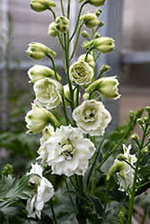 Black Eyed Angels Larkspur (Delphinium 'Black Eyed Angels') at Peter Knippel Garden Centre