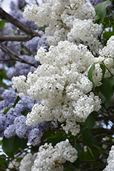 White French Lilac (Syringa vulgaris 'Alba') at Mainescape Nursery