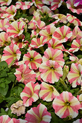Peppy Sunset Petunia (Petunia 'Peppy Sunset') at Lakeshore Garden Centres