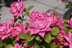 Pink Double Knock Out Rose (Rosa 'Radtkopink') at Green Thumb Garden Centre
