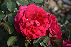 Empowerment Rose (Rosa 'Empowerment') at Lakeshore Garden Centres