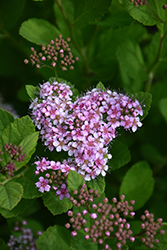 Pink Parasols Spiraea (Spiraea fritschiana 'Pink Parasols') at Lakeshore Garden Centres