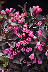 Spilled Wine Weigela (Weigela florida 'Bokraspiwi') at Peter Knippel Garden Centre
