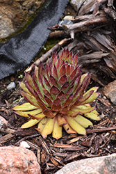 Henry's Black Hens And Chicks (Sempervivum 'Henry's Black') at Lakeshore Garden Centres