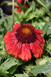 Mesa Red Blanket Flower (Gaillardia x grandiflora 'Mesa Red') at Peter Knippel Garden Centre