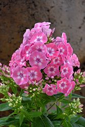 Flame Pink Eye Garden Phlox (Phlox paniculata 'Barthirtyfive') at Lakeshore Garden Centres