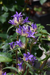 Genti Twisterbell Clustered Bellflower (Campanula glomerata 'Allgentitwist') at Lakeshore Garden Centres