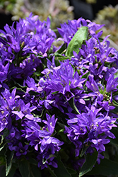 Genti Blue Clustered Bellflower (Campanula glomerata 'Allgentibl') at Lakeshore Garden Centres