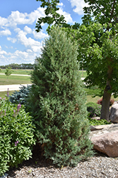 Medora Juniper (Juniperus scopulorum 'Medora') at A Very Successful Garden Center