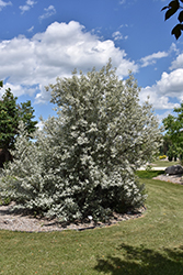 Silverado Olive (Elaeagnus 'Jefsil') at Lakeshore Garden Centres