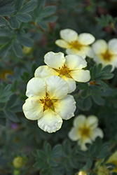 Summer Dawn Potentilla (Potentilla fruticosa 'Summer Dawn') at Lakeshore Garden Centres