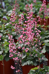 Pink Revolution Foamy Bells (Heucherella 'Pink Revolution') at Golden Acre Home & Garden