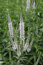 White Jolanda Speedwell (Veronica 'White Jolanda') at Lakeshore Garden Centres