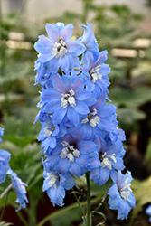 Million Dollar Sky Larkspur (Delphinium 'Million Dollar Sky') at Lakeshore Garden Centres