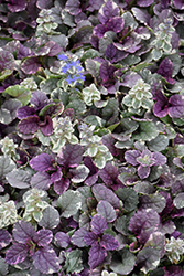 Burgundy Glow Bugleweed (Ajuga reptans 'Burgundy Glow') at Peter Knippel Garden Centre