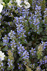 Chocolate Chip Bugleweed (Ajuga reptans 'Chocolate Chip') at Golden Acre Home & Garden
