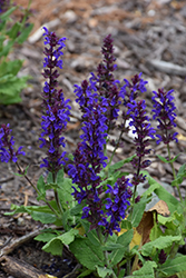 Woodland Sage (Salvia nemorosa) at Lakeshore Garden Centres
