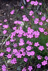 Maiden Pinks (Dianthus deltoides) at Lakeshore Garden Centres