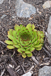 Sunset Hens And Chicks (Sempervivum 'Sunset') at Peter Knippel Garden Centre