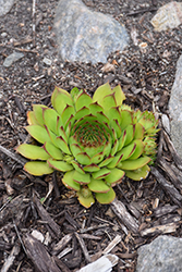 Sunset Hens And Chicks (Sempervivum 'Sunset') at A Very Successful Garden Center