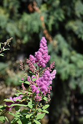 Western Spirea (Spiraea douglasii) at Lakeshore Garden Centres