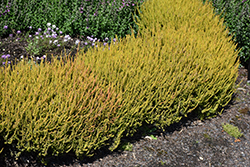 Firefly Heather (Calluna vulgaris 'Firefly') at Lakeshore Garden Centres