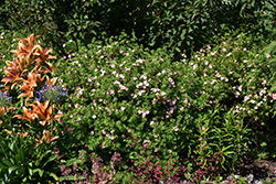 Pink Beauty Potentilla (Potentilla fruticosa 'Pink Beauty') at Peter Knippel Garden Centre