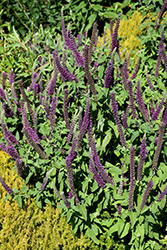 Purple Tails Germander (Teucrium hyrcanicum 'Purple Tails') at Lakeshore Garden Centres