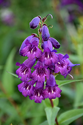 Sour Grapes Beard Tongue (Penstemon 'Sour Grapes') at Lakeshore Garden Centres