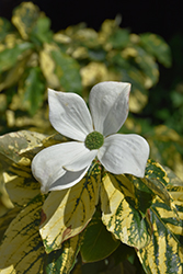 Gold Spot Pacific Dogwood (Cornus nuttallii 'Gold Spot') at Lakeshore Garden Centres