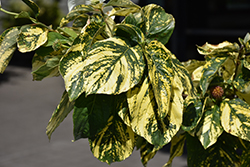 Gold Spot Pacific Dogwood (Cornus nuttallii 'Gold Spot') at Lakeshore Garden Centres