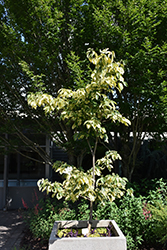 Gold Spot Pacific Dogwood (Cornus nuttallii 'Gold Spot') at Lakeshore Garden Centres