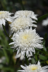 Ice Star Shasta Daisy (Leucanthemum x superbum 'Ice Star') at Lakeshore Garden Centres