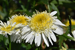 Realflor Real Glory Shasta Daisy (Leucanthemum x superbum 'Real Glory') at Lakeshore Garden Centres
