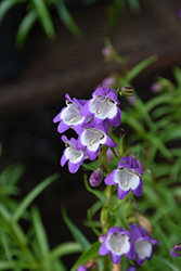 Carillo Purple Beard Tongue (Penstemon x mexicali 'Carillo Purple') at Lakeshore Garden Centres