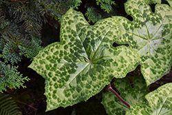 Spotty Dotty Asian Mayapple (Podophyllum 'Spotty Dotty') at Lakeshore Garden Centres