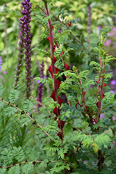 Wingthorn Rose (Rosa sericea ssp. omeiensis f. pteracantha) at Lakeshore Garden Centres