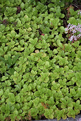 Golden Carpet Stonecrop (Sedum kamtschaticum 'Golden Carpet') at Lakeshore Garden Centres