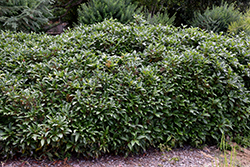 David Viburnum (Viburnum davidii) at Lakeshore Garden Centres