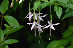 Maiden's Blush Hardy Fuchsia (Fuchsia magellanica 'Alba') at Lakeshore Garden Centres