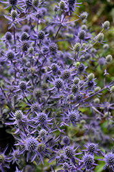 Sunny Jackpot Variegated Sea Holly (Eryngium planum 'Sunny Jackpot') at Lakeshore Garden Centres
