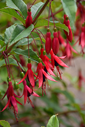 Hardy Fuchsia (Fuchsia magellanica) at Lakeshore Garden Centres