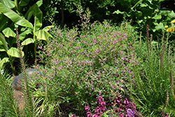 Himalayan Indigo (Indigofera heterantha) at Lakeshore Garden Centres