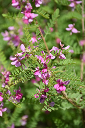 Himalayan Indigo (Indigofera heterantha) at Lakeshore Garden Centres