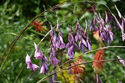 Angel's Fishing Rod (Dierama pulcherrimum) at Lakeshore Garden Centres